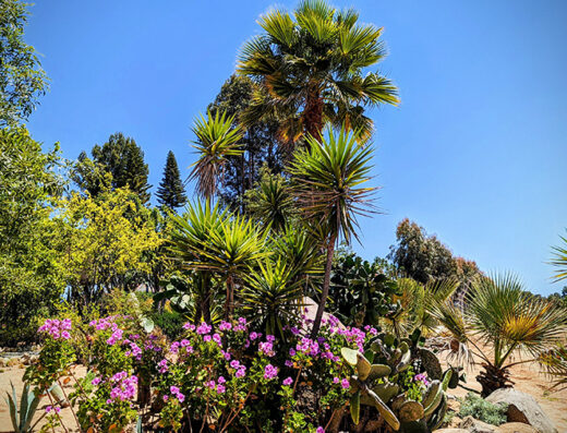 Experience Ibogaine Treatment Center - Tijuana, Mexico.