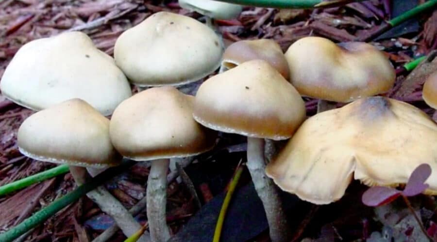 What Does The Future Of Psychedelics as Therapy Look Like?