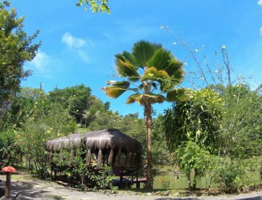Spirit Vine Retreats in Itacaré, Brazil