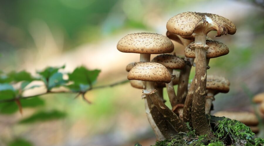 Are Natural Psychedelics Or Synthetic Psychedelics Better For Your Body?