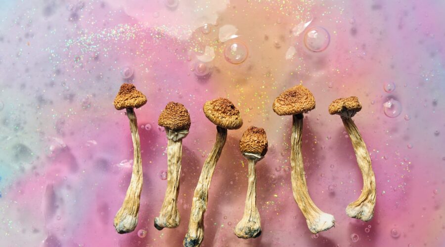 Magic Mushrooms Move Mainstream as Science and Policy Lag Behind