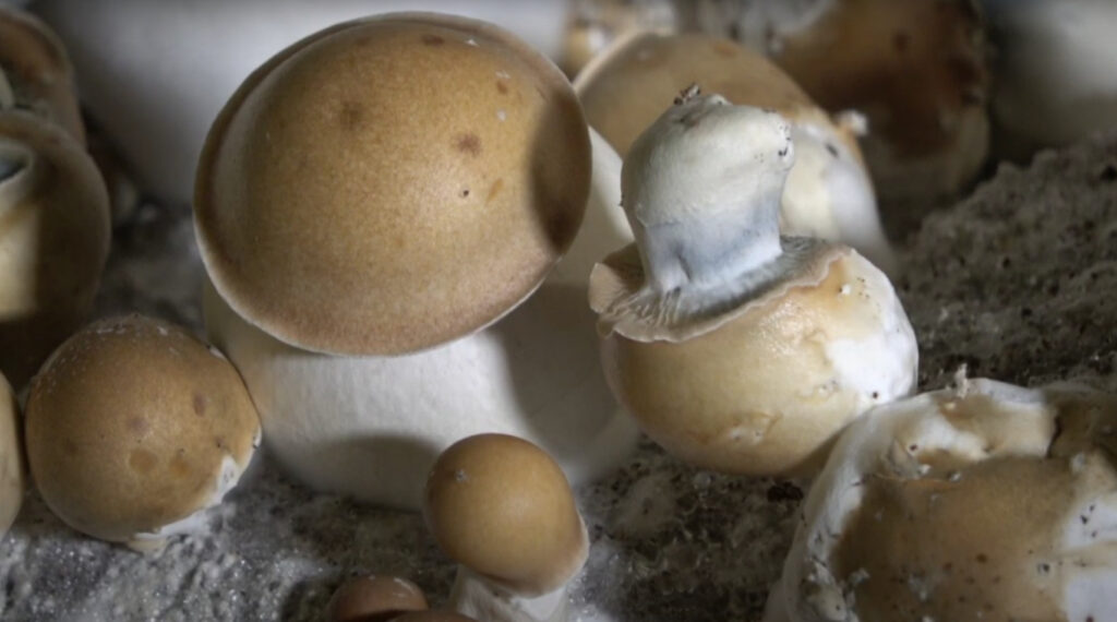 Penis envy mushrooms