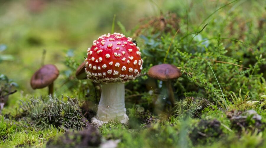 Amanita Muscaria – Dosages, Effects and Legality of The Christmas Mushroom