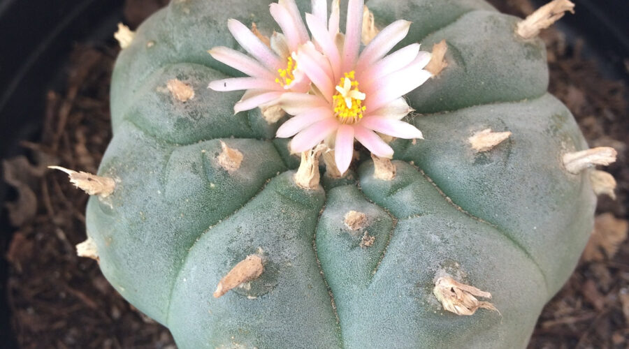 What Are Peyote Buttons?