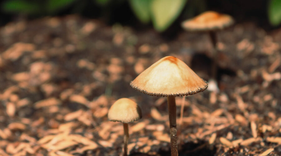 Shrooms vs. Acid: Understanding The Differences Between Psilocybin And LSD