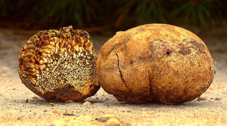 5 Things People Like (And Don’t Like) About Magic Truffles