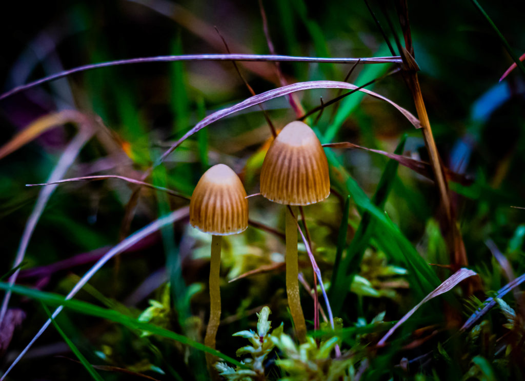 Liberty cap mushroom cap
