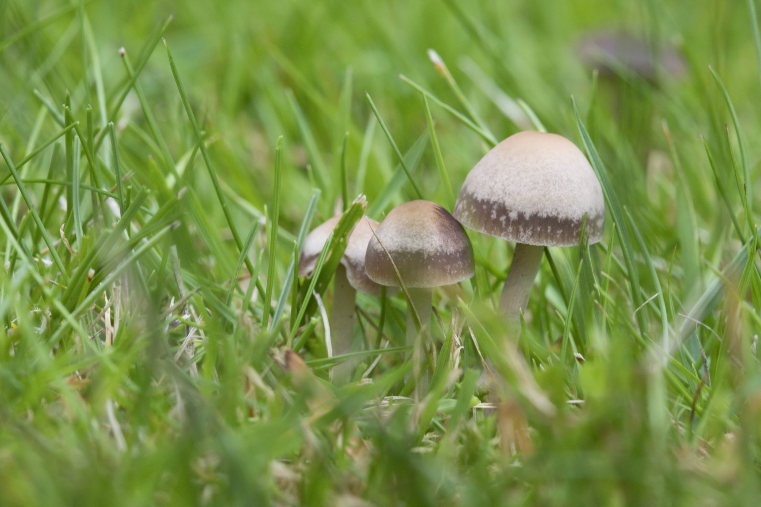 Panaeolina Foenisecii Brown Mottlegill