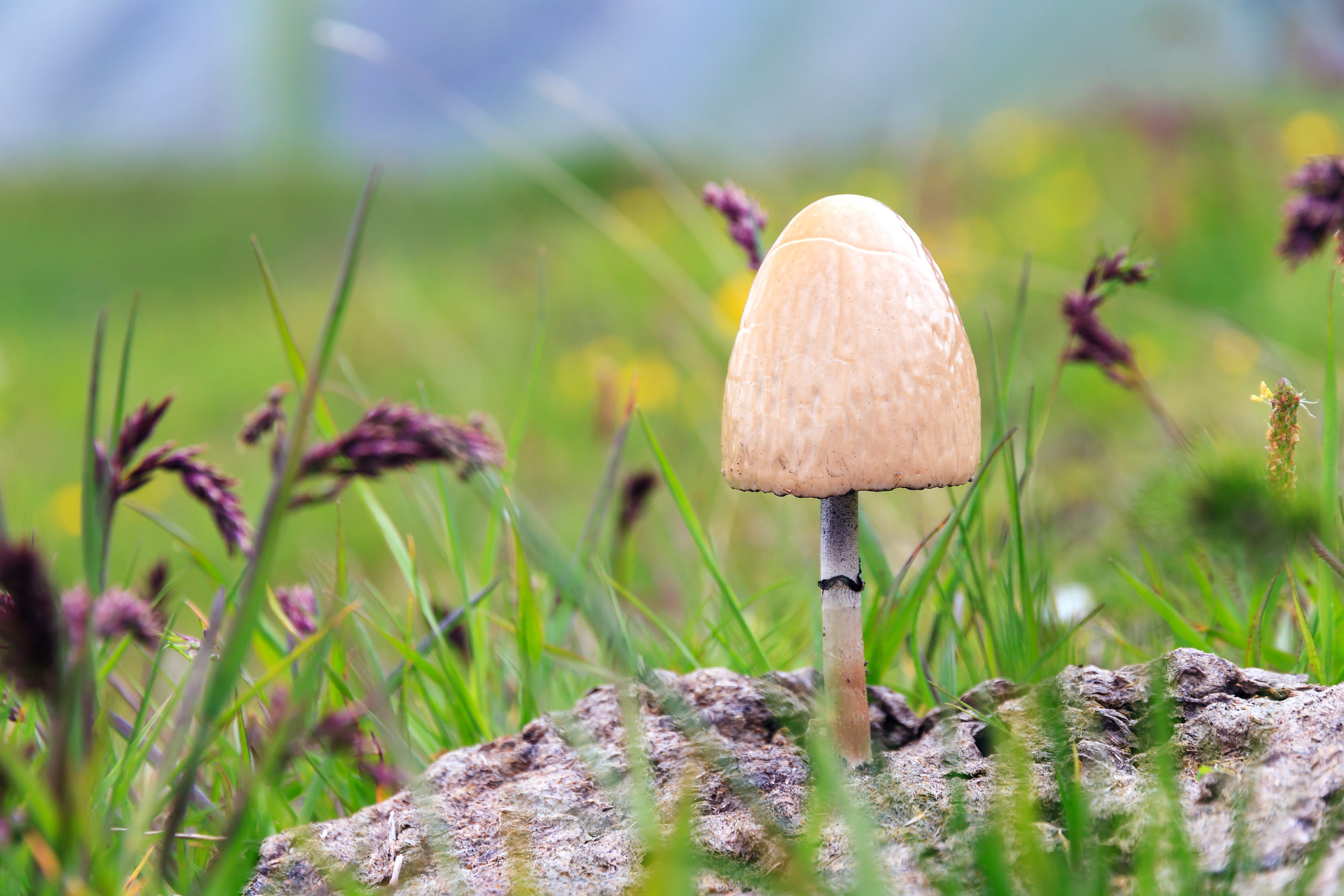 Panaeolus Semiovatus Dung Roundcap