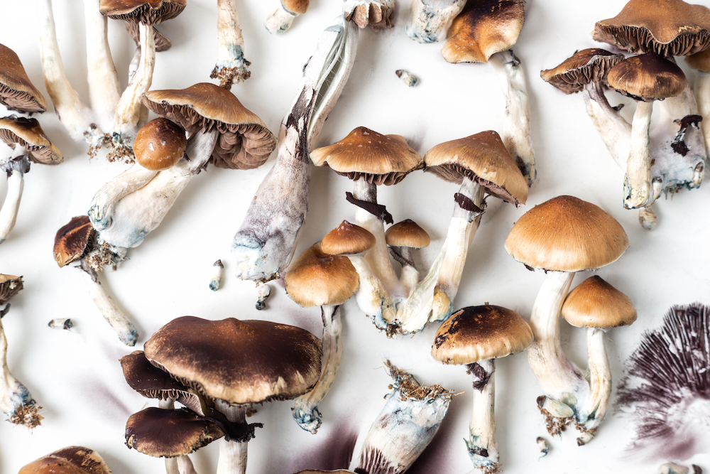Golden Teacher Mushrooms