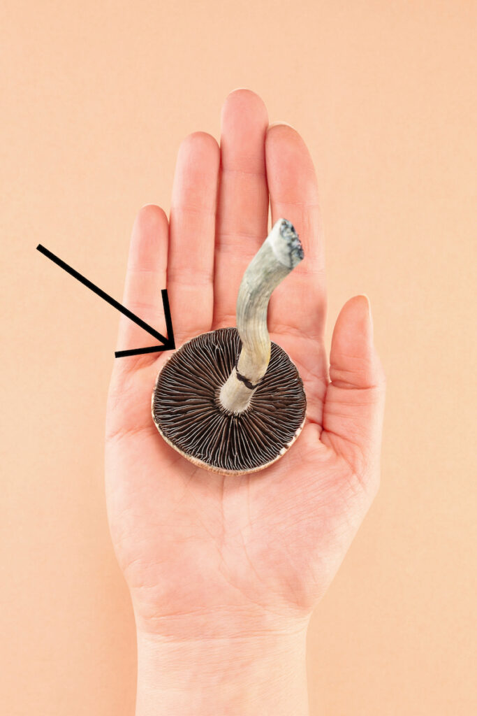 Golden Teacher Mushroom gills