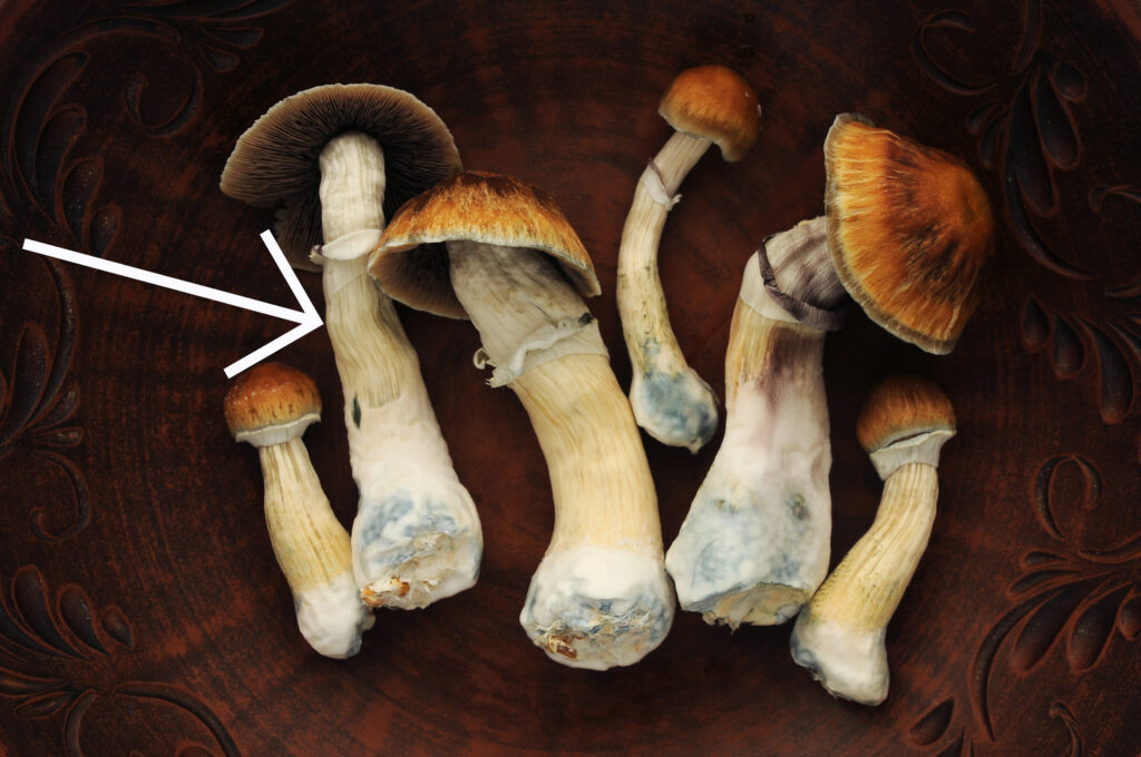 Golden Teacher Mushroom stem