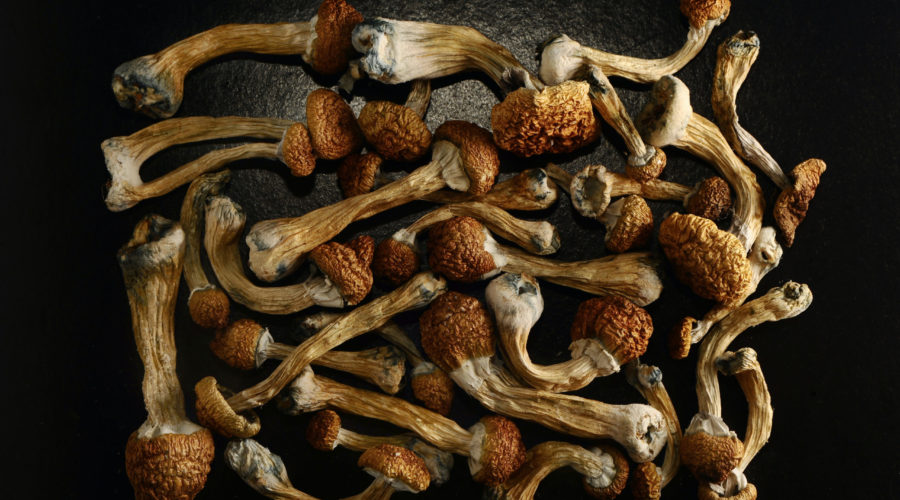 Golden Teacher Mushrooms Are Enlightening But Inconsistent – What People Like and Don’t Like
