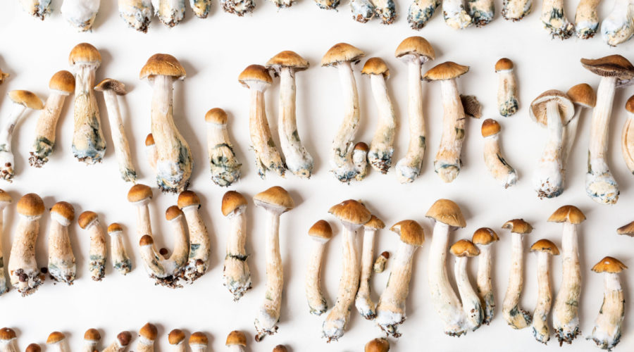 Magic Mushroom Spores: Legality, Formats, and Sourcing (2026 Guide)