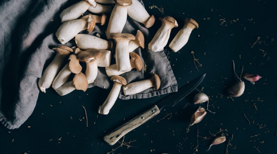 Psilocybe Cubensis: The Only Magic Mushroom You’ll Ever Need?
