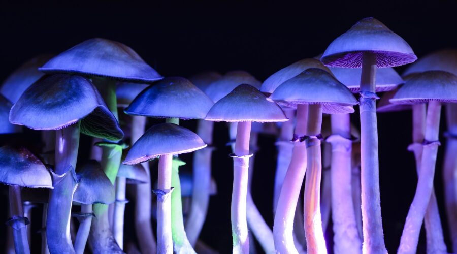 What Do Shrooms Look Like? Identification Guide + Poisonous Look-Alikes (2026)
