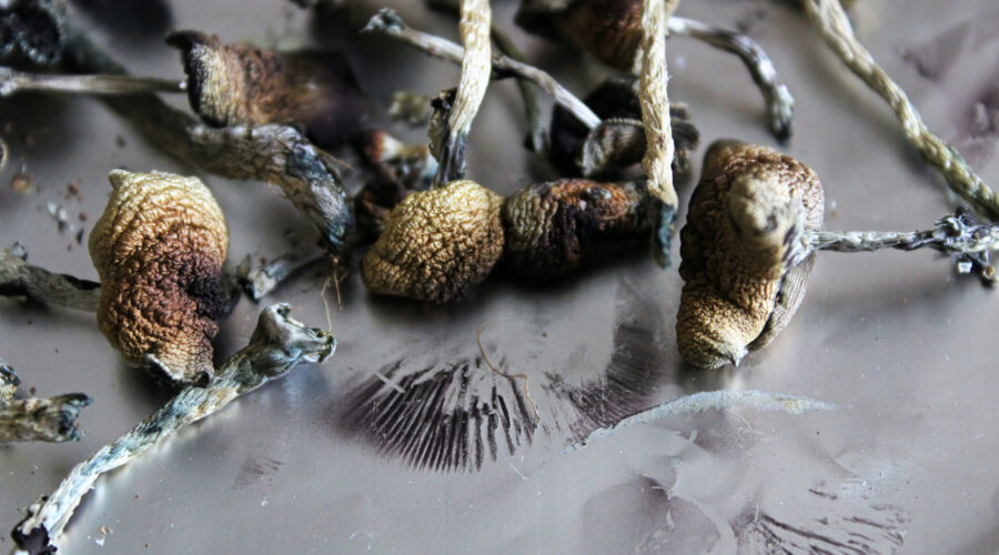 What Are Psilocybin Mushrooms? Effects, Species, and Legal Access (2026)