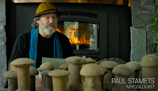 Fantastic Fungi dives into the world of mushrooms, identifying both psychedelic and functional mushrooms