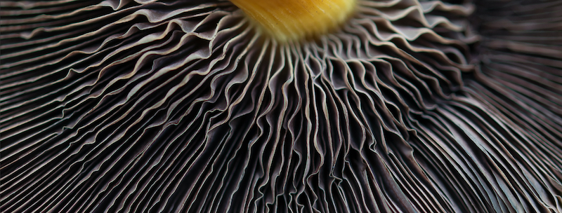 Magic Mushroom Gills