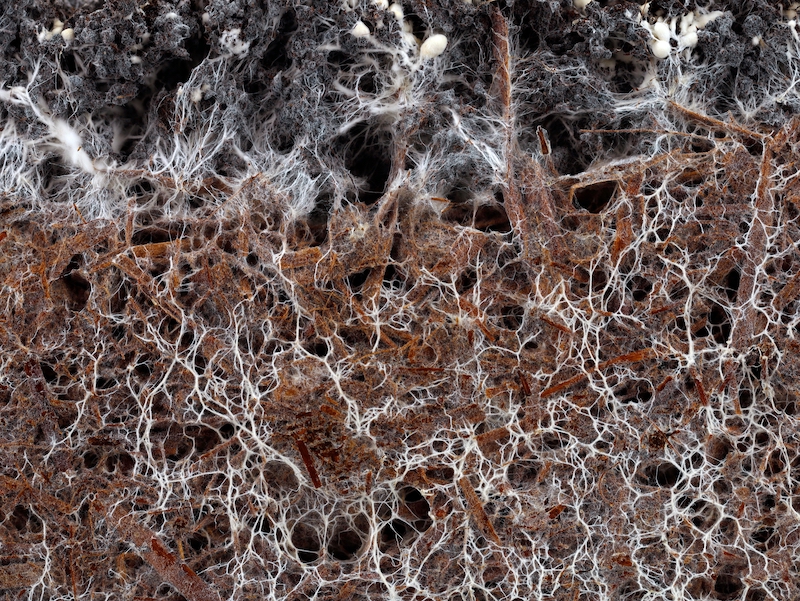 Magic Mushroom Mycellium