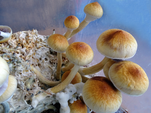 Psilocybe cubensis look like