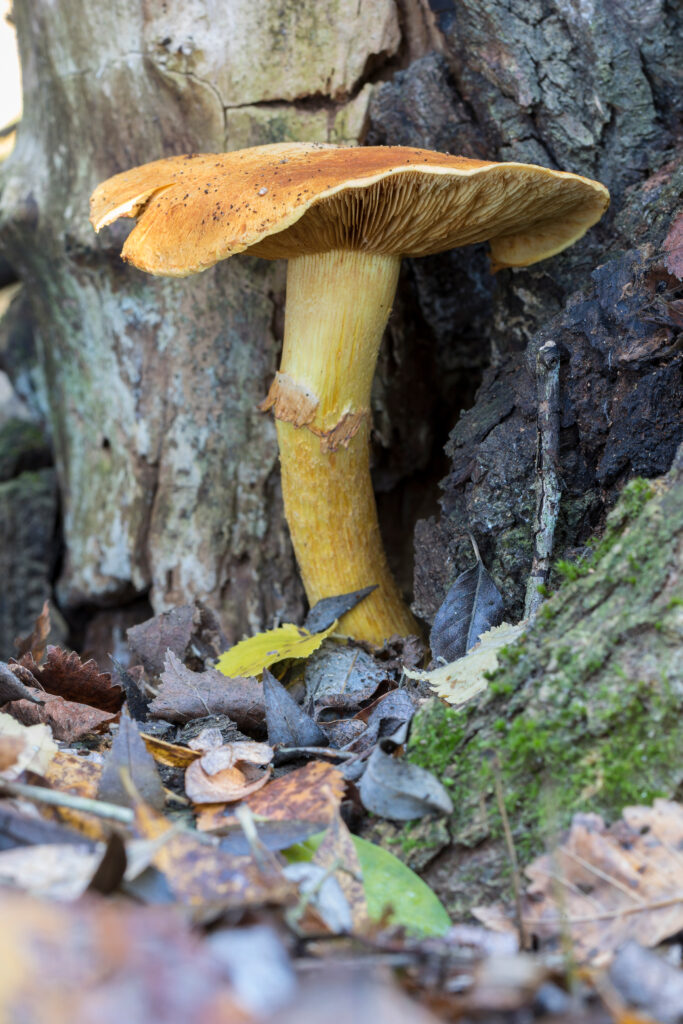 Laughing gym mushroom tree base