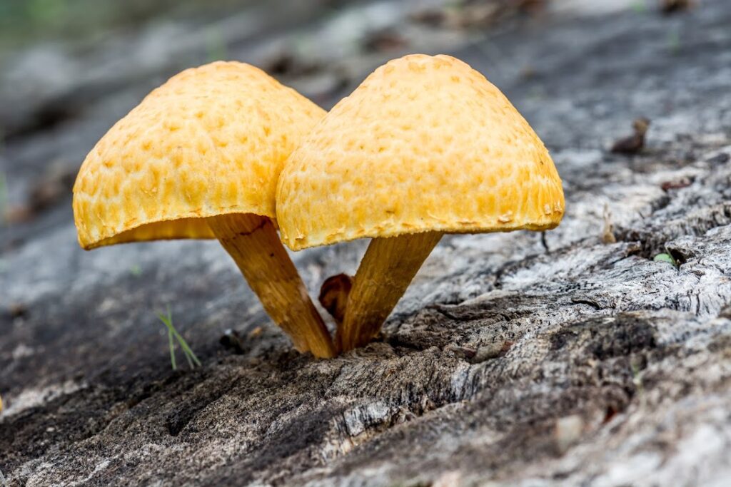 Laughing gym mushroom caps and gills