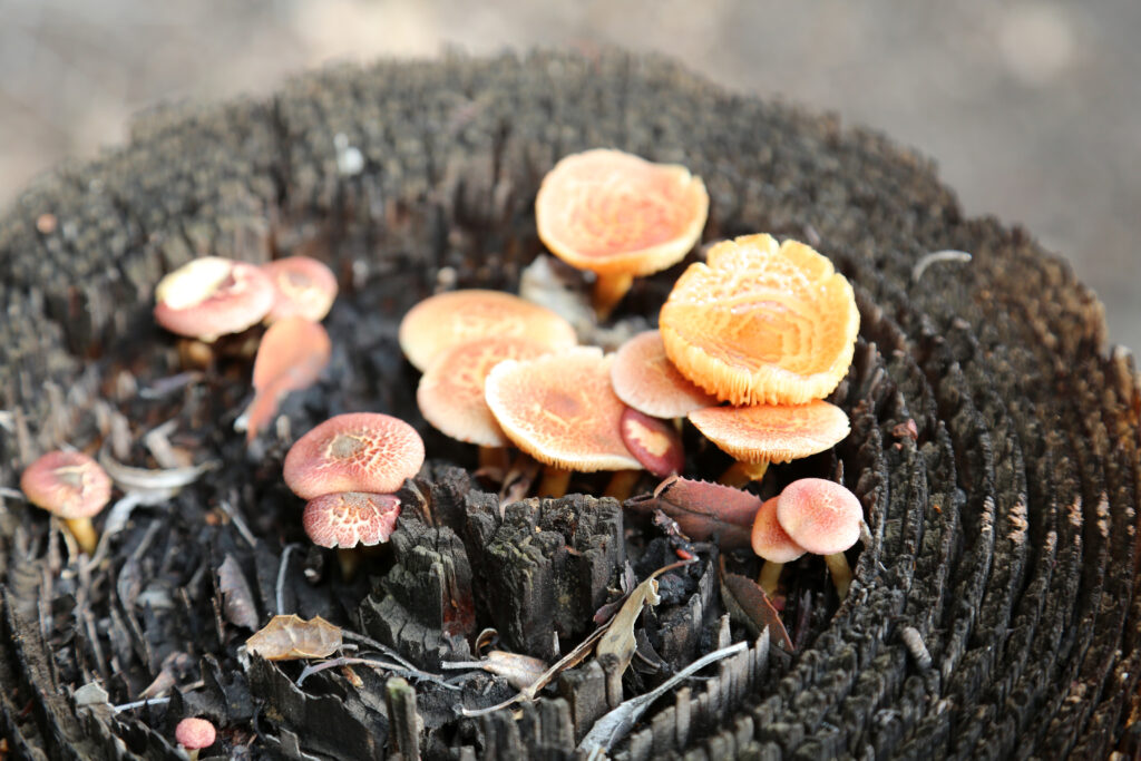 Laughing Gym mushroom stumps