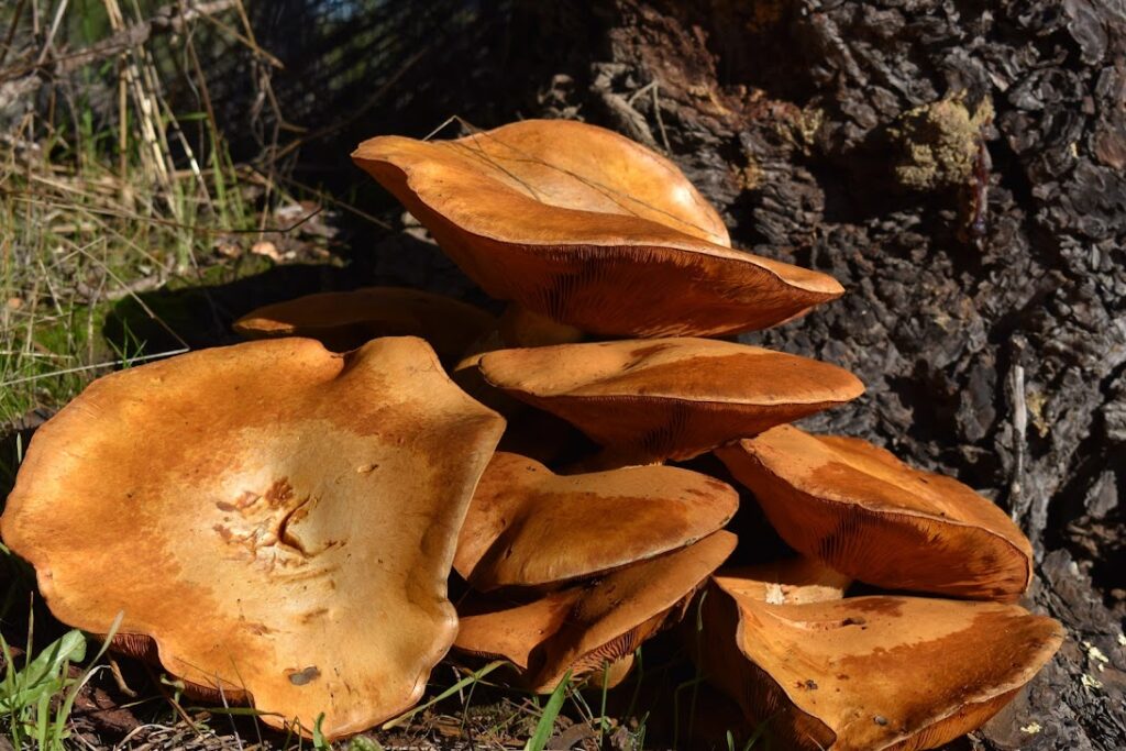 Laughing Gym Mushroom ventricosus