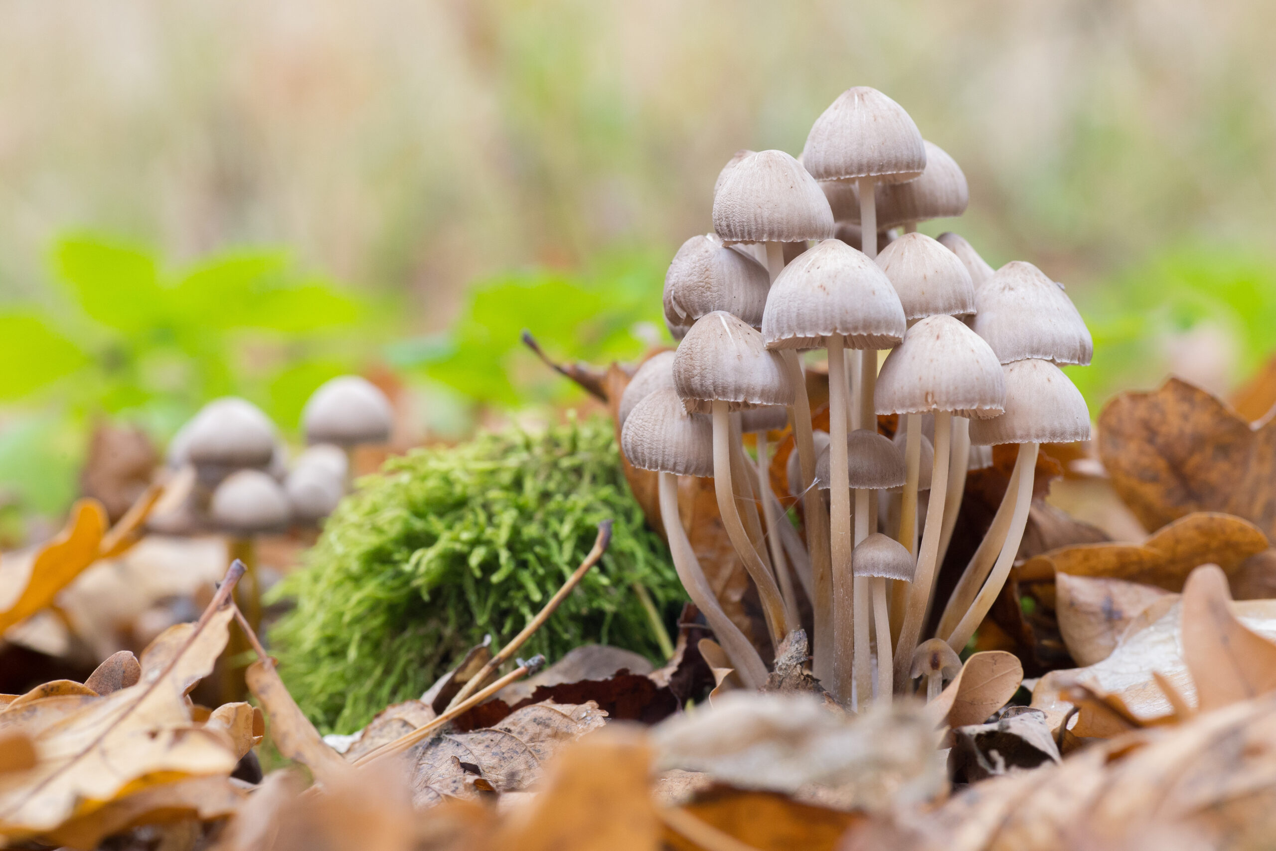 Panaeolus cyanescens