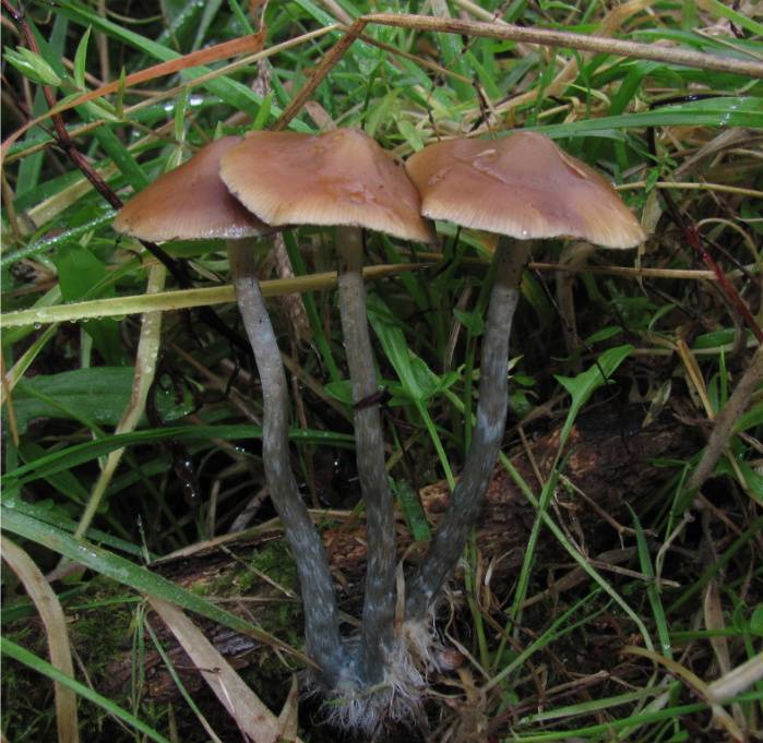 Psilocybe azurescens
