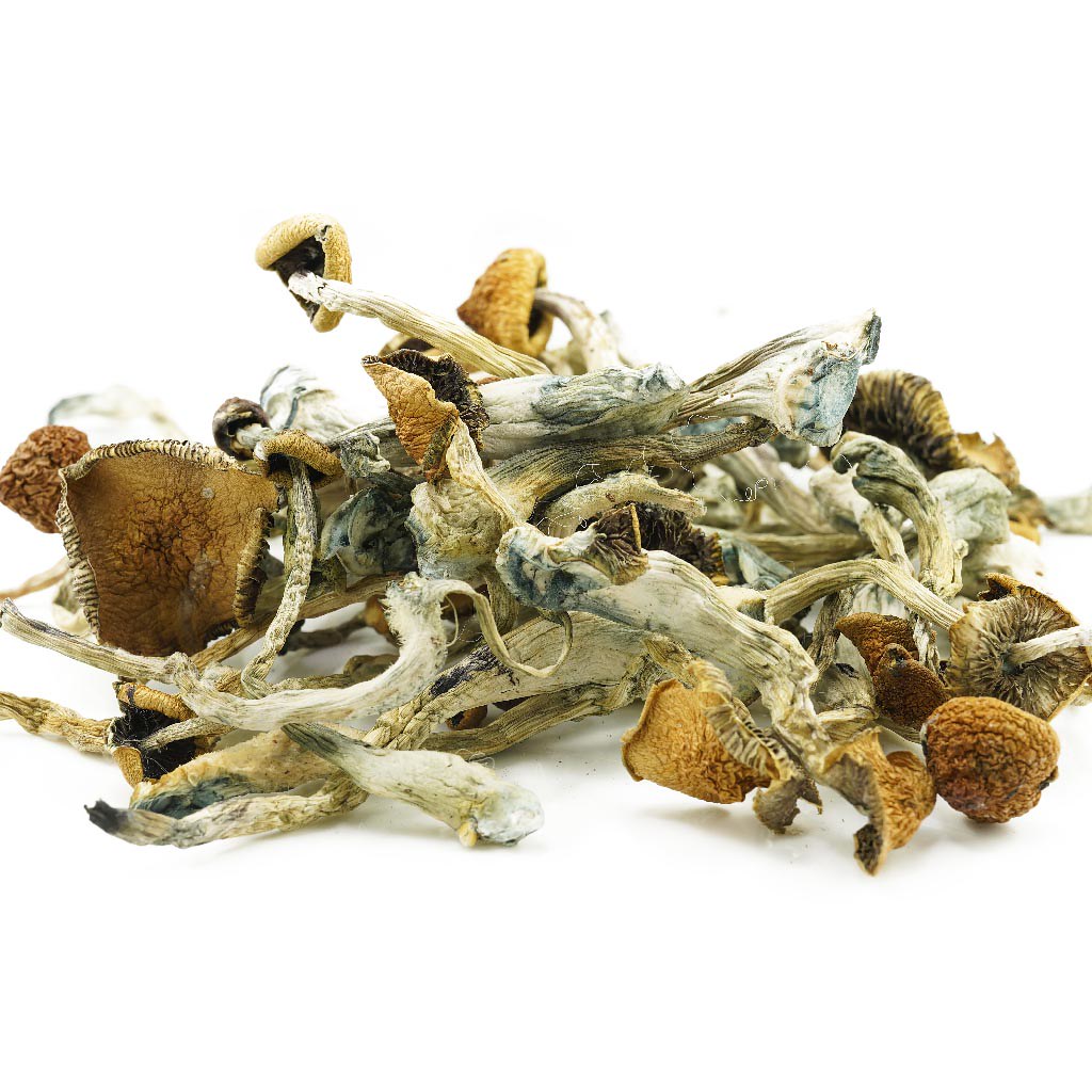 Psilocybe cubensis B+