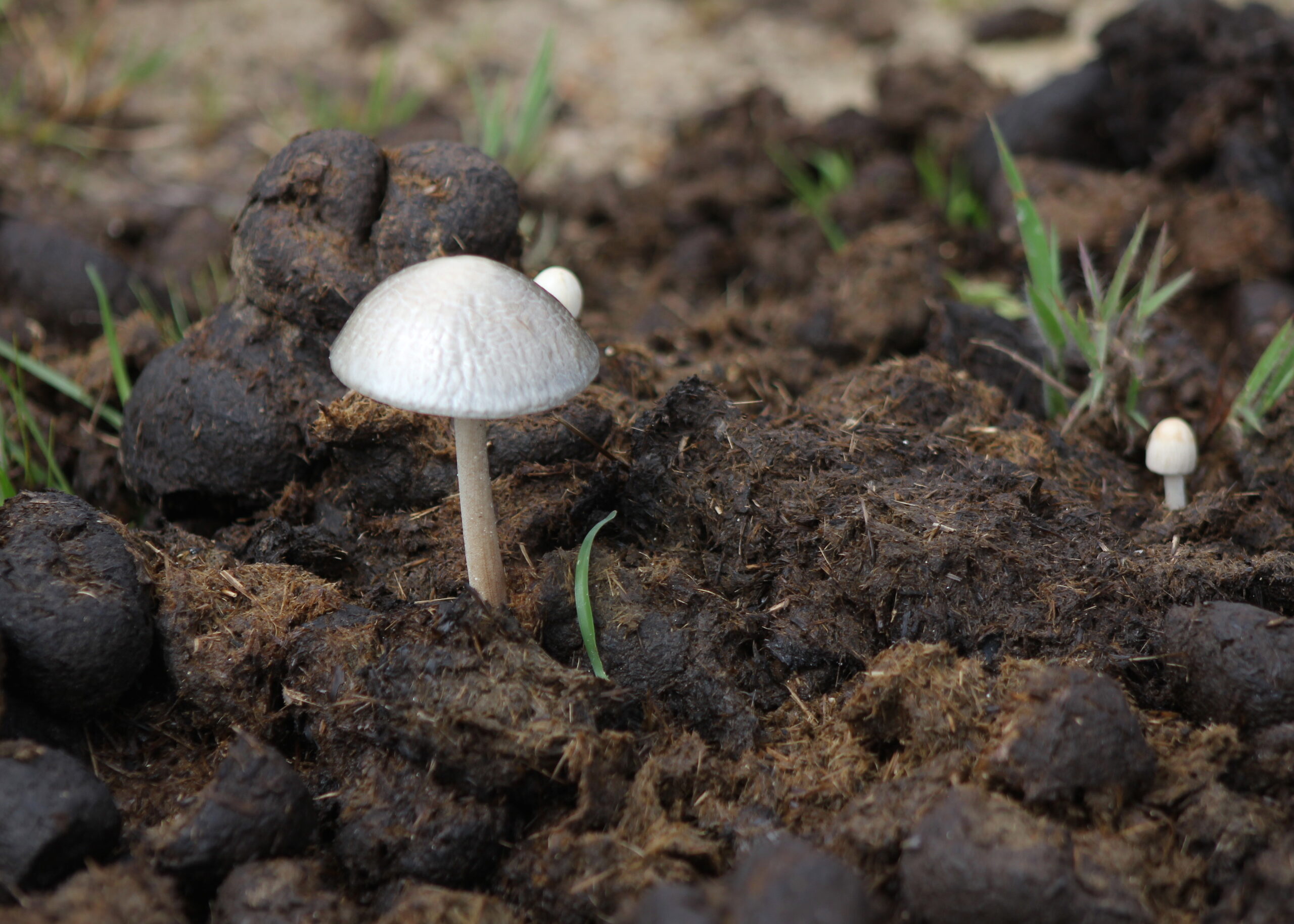 Psilocybe cubensis Brazil