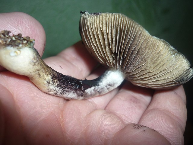 Psilocybe cubensis Cambodian