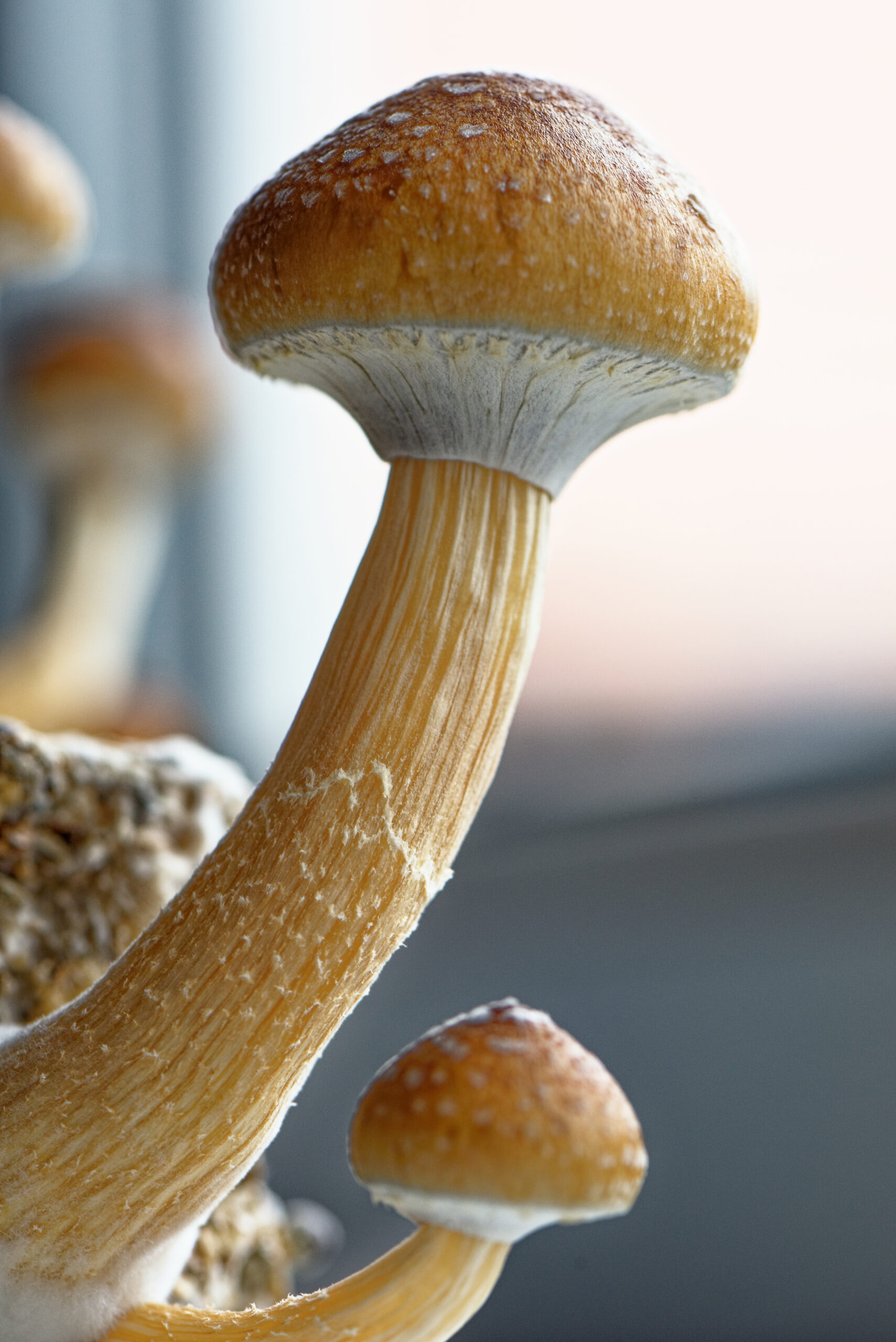 Psilocybe cubensis Ecuador