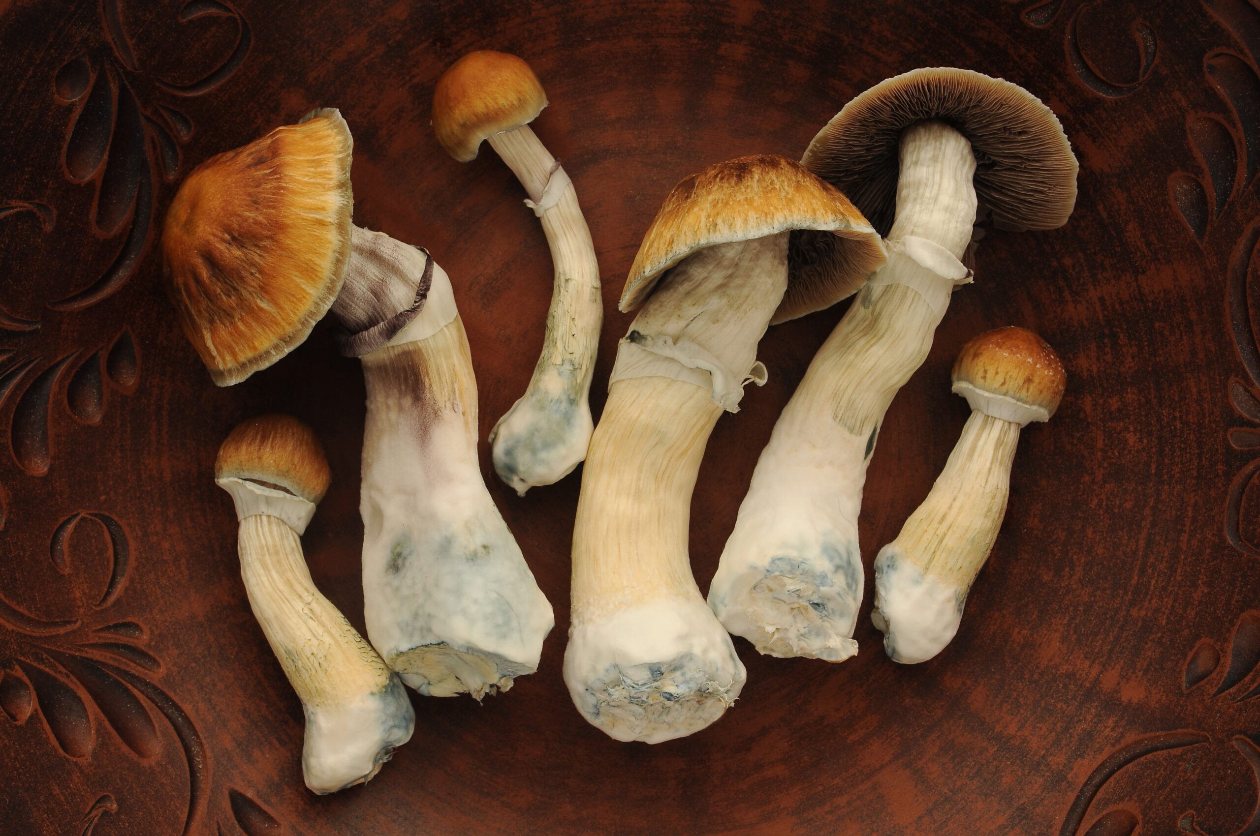 Psilocybe cubensis Golden Teacher