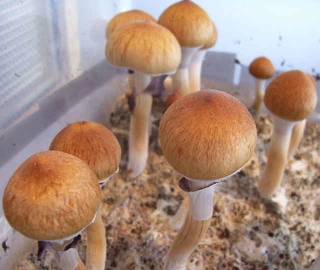 Psilocybe cubensis Mazatapec