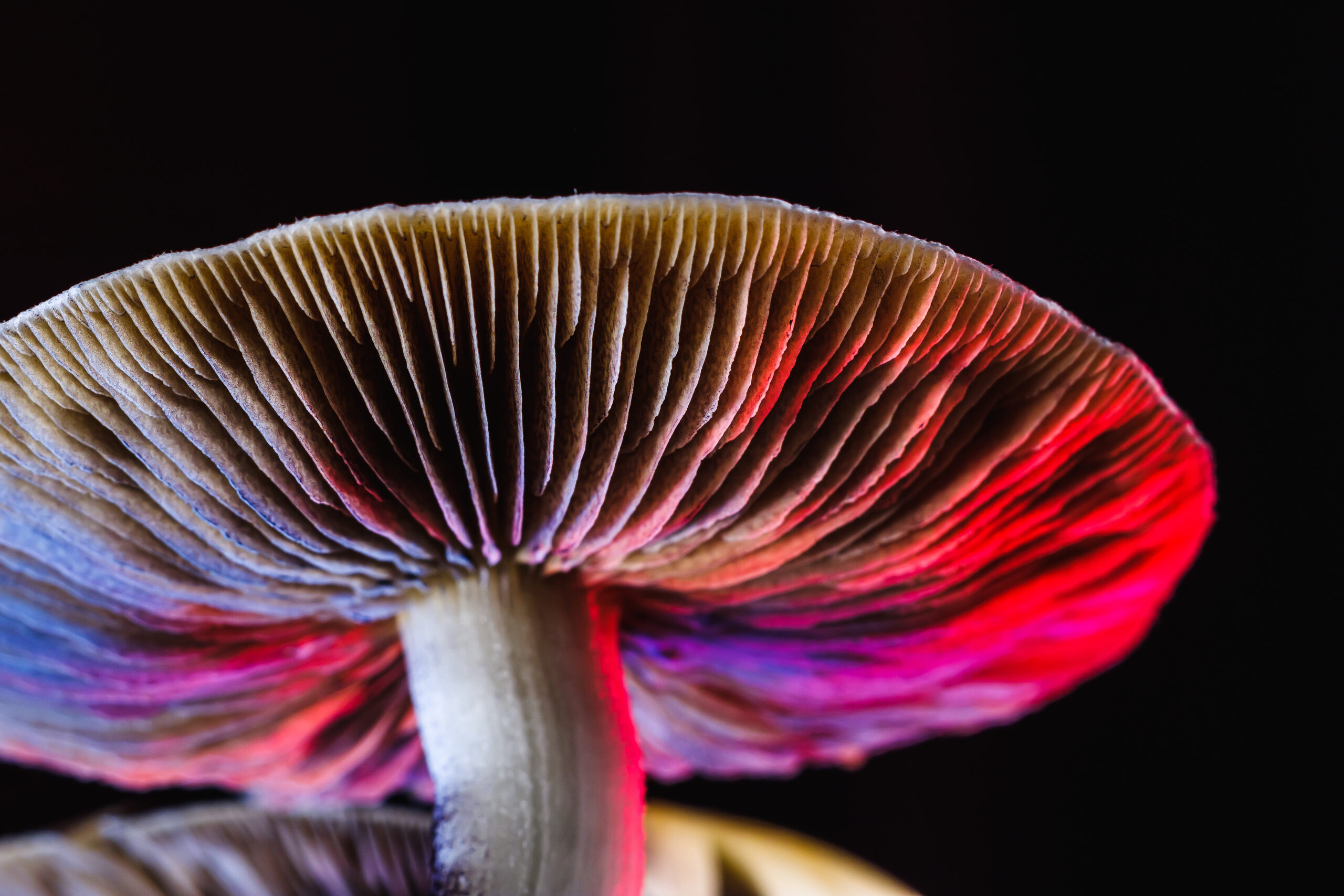 Psilocybe cubensis Mexican