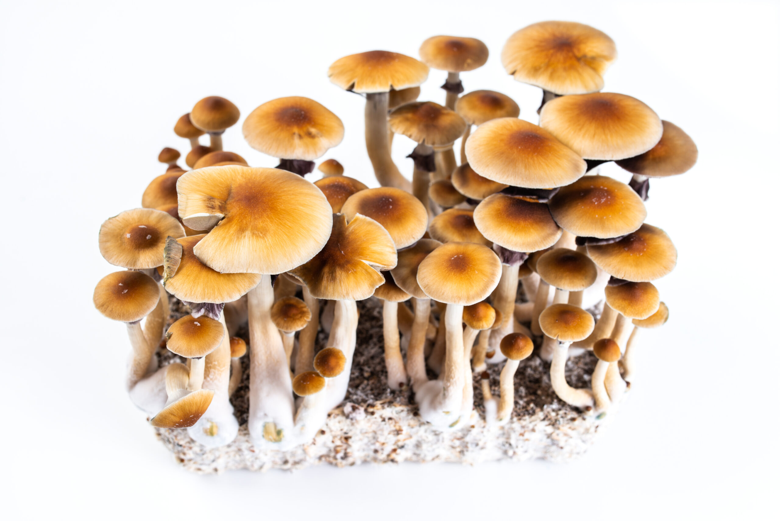 Psilocybe cubensis Orissa India