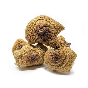 Psilocybe cubensis PES Amazonian