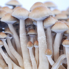 Psilocybe cubensis PES Hawaii