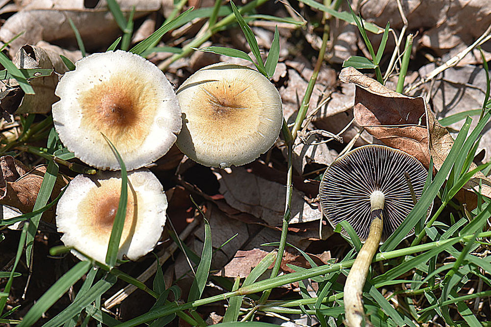 Psilocybe cubensis Panama