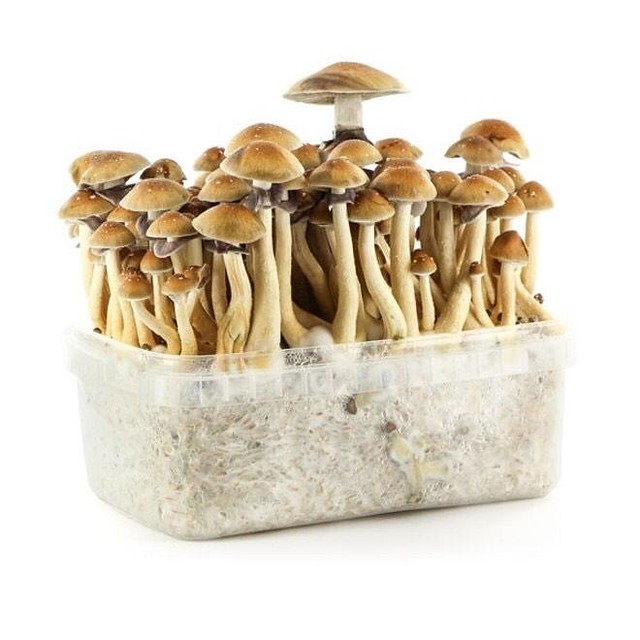 Psilocybe cubensis Penis Envy