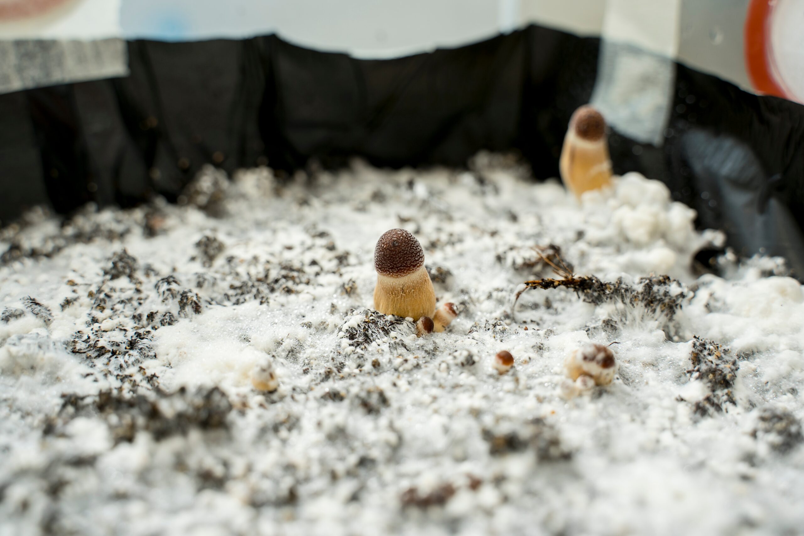 Psilocybe cubensis Thai