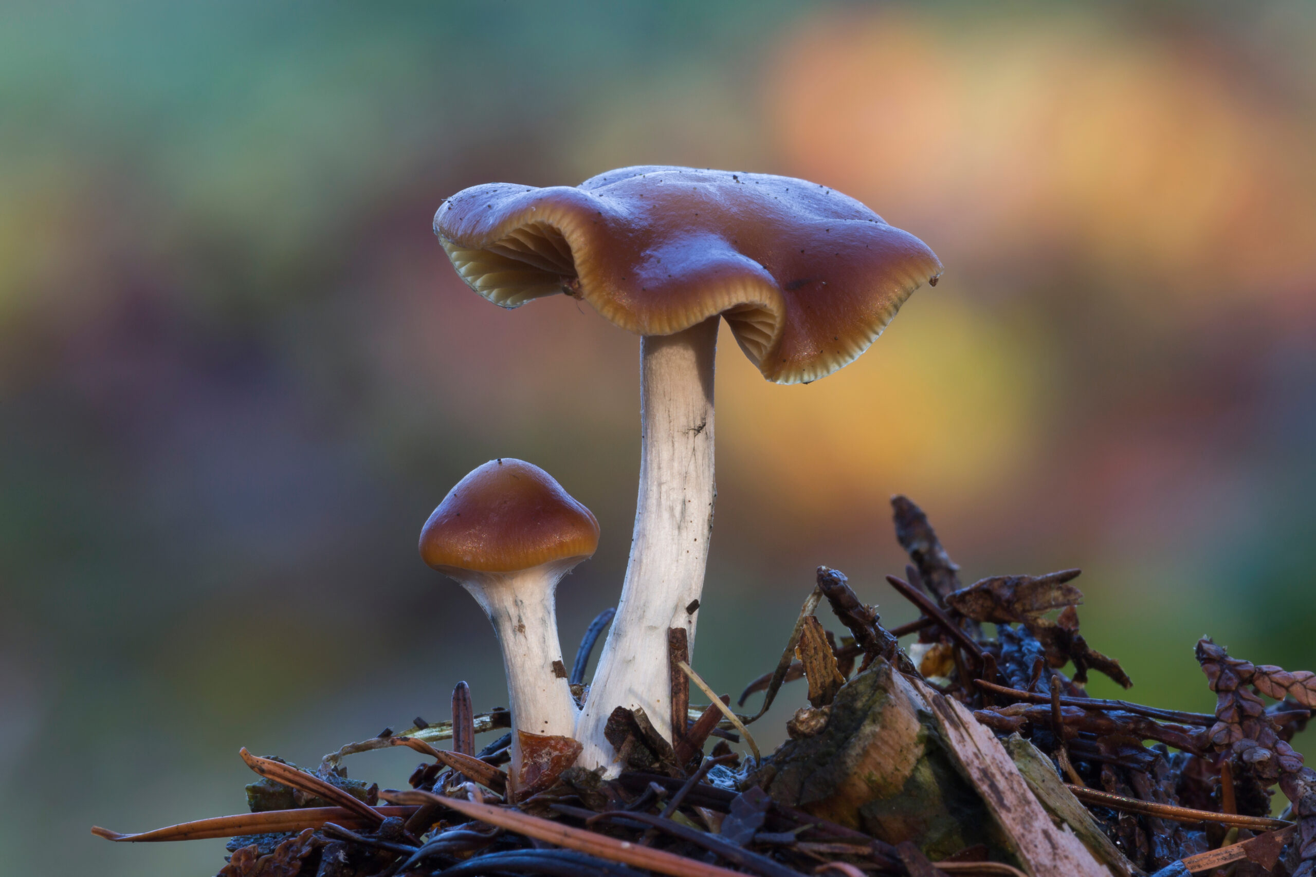 Psilocybe cyanescens