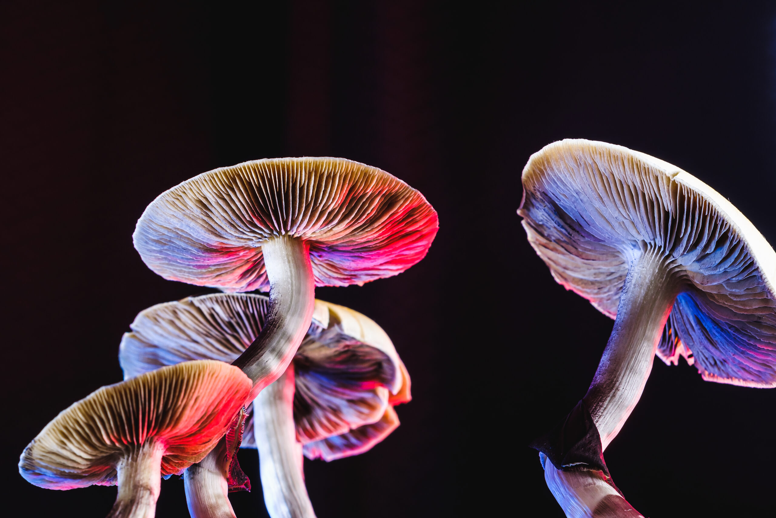 Psilocybe mexicana