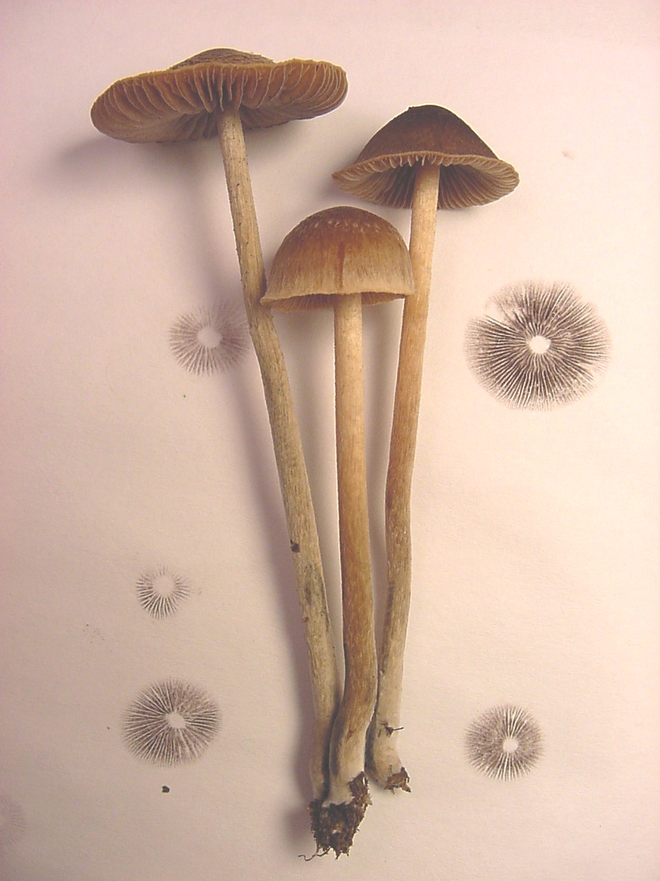 Psilocybe tampanensis
