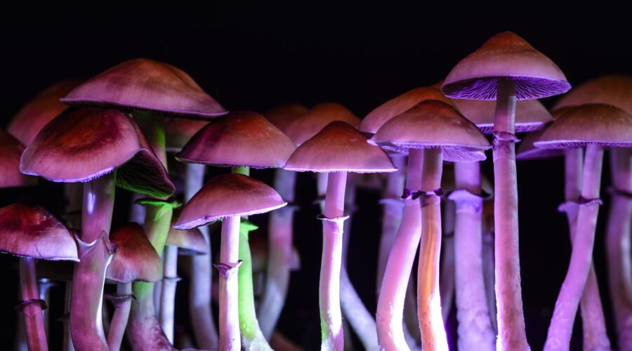 How to Grow Magic Mushrooms: 2026 Legal Status, Methods, and Yield (Guide)