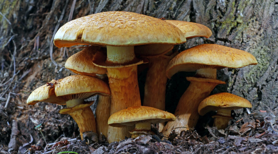 Low Potency Laughter: What People Like and Don’t Like About Laughing Gym Mushrooms