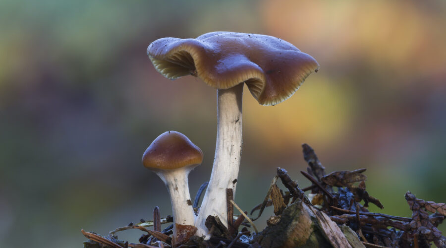 Wavy Cap Mushrooms – The Magic Mushrooms with the Deadliest Look-ALikes